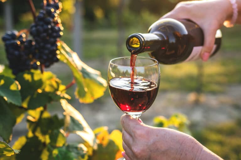Femme versant du vin rouge dans un vignoble